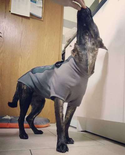 Hundemantel / Hundepullover-Beitrag-Bild