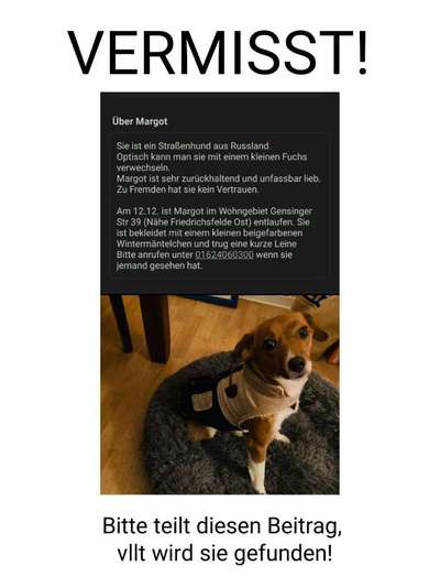 Entlaufener Hund suchen, oder nicht?-Beitrag-Bild