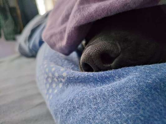 Darf der Hund bei Euch im Bett schlafen?-Beitrag-Bild