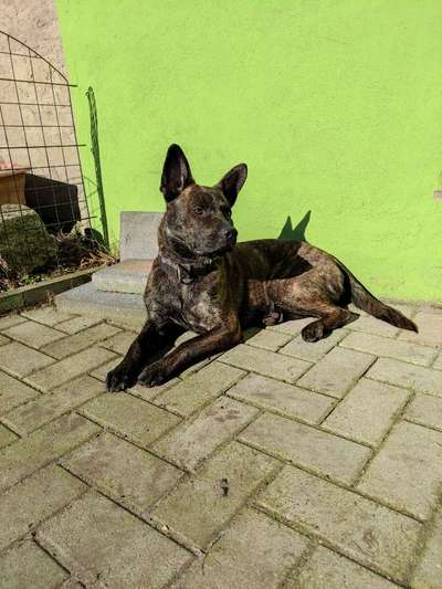 !!!Französische Bulldoggen mix!!!-Beitrag-Bild