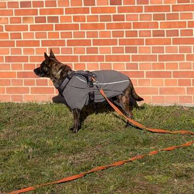 Pullover für kleine Hunde-Beitrag-Bild