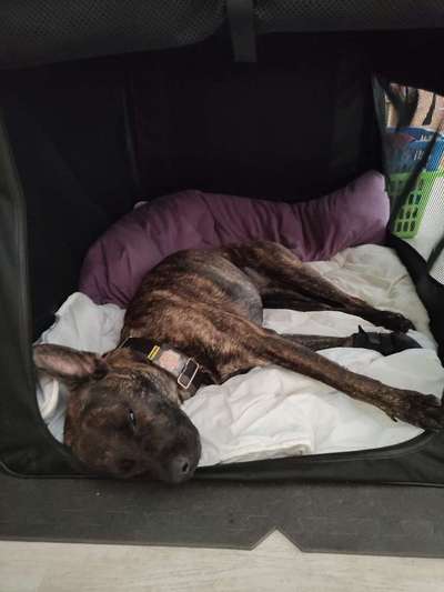 Hausleine um den Hund zur Ruhe zu bringen-Beitrag-Bild