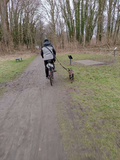 Radfahren mit Hund-Beitrag-Bild