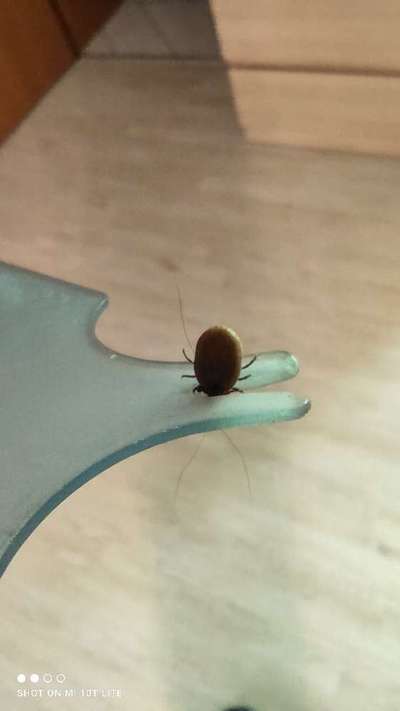 Zecken ....-Beitrag-Bild