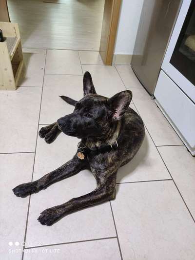 Mischlingshunde Foto Aufruf-Beitrag-Bild