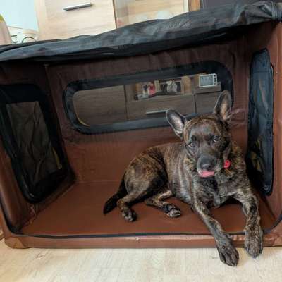 Hundebox Kunststoff oder faltbar?-Beitrag-Bild