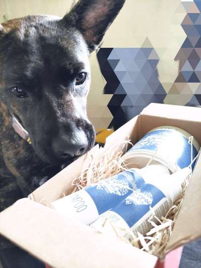 Floh/Zecken Schutz-Beitrag-Bild