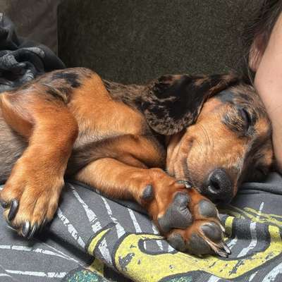 Hundetreffen-Kleine Hunde-Bild