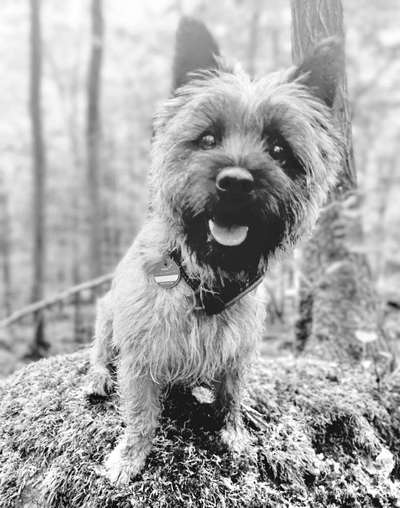 Wuseln hier auch Cairn Terrier rum?-Beitrag-Bild