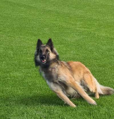 Fotochallenge 66 ~ Rennaction -Zeig deinen Hund im Lauf-Beitrag-Bild