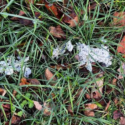 Giftköder-Eventuell Gift-Bild