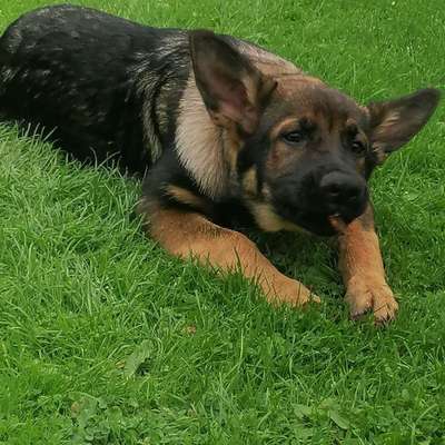 Hundetreffen-Neumünster