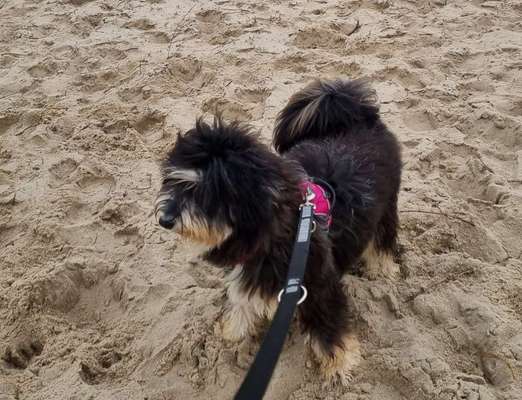 Gibts hier Mioritic Besitzer?-Beitrag-Bild