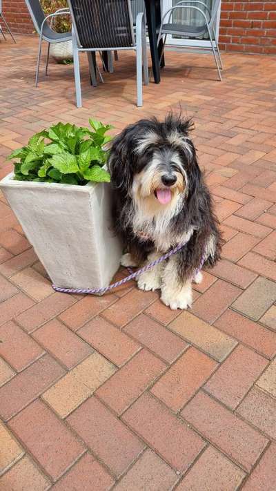 Gibts hier Mioritic Besitzer?-Beitrag-Bild