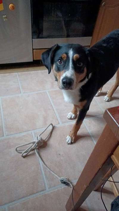 Appenzeller Sennenhunde-Beitrag-Bild