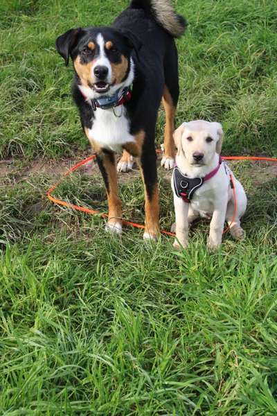 Appenzeller Sennenhunde-Beitrag-Bild