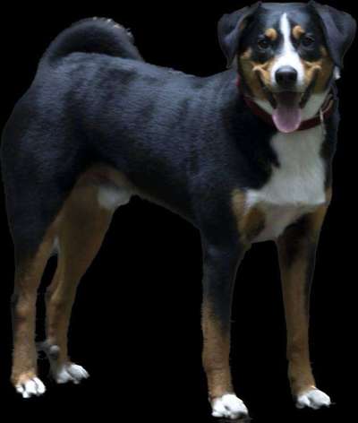 Appenzeller Sennenhunde-Beitrag-Bild