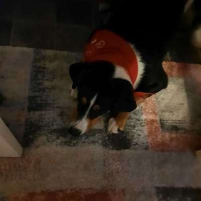 Appenzeller Sennenhunde-Beitrag-Bild