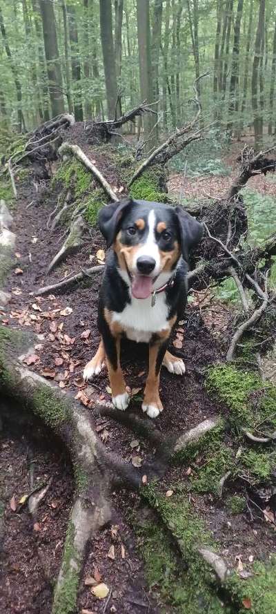 Appenzeller Sennenhunde-Beitrag-Bild