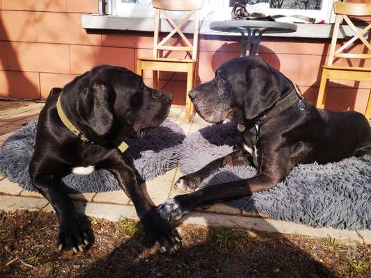 Deutsche Doggen Besitzer zeigt euch-Beitrag-Bild