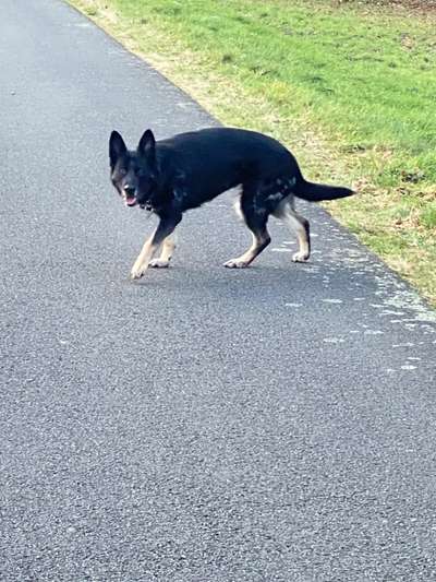 Hundetreffen-Gemeinsame Spaziergänge-Bild