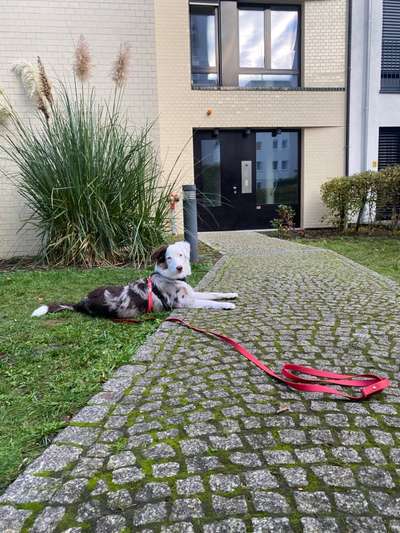 Aussies-Beitrag-Bild