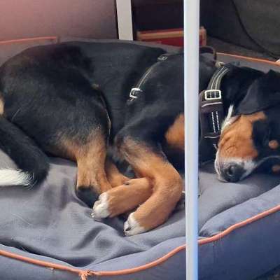 Hundetreffen-Gemeinsam Gassi gehen-Bild