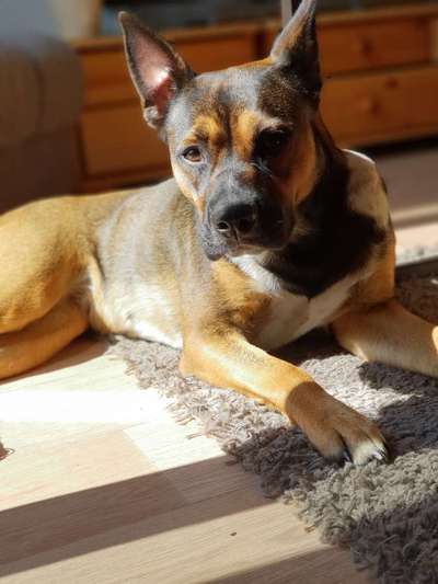 Welche Hunderasse-Beitrag-Bild