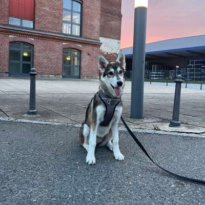 Hundetreffen-Gassi/Hundetreff ☀️-Bild