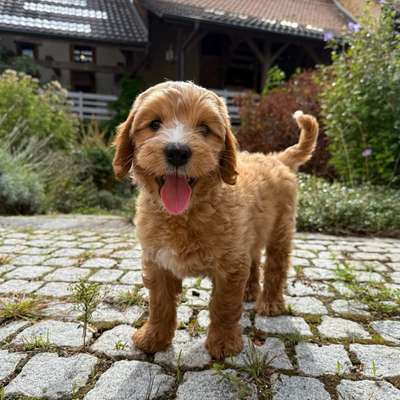 Hundetreffen-Welpen-Spielrunde Oberbaselbiet-Bild