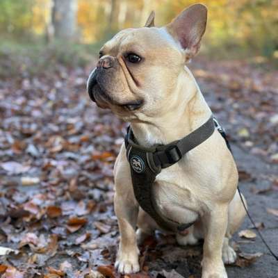 Hundetreffen-Spielerunde-Bild