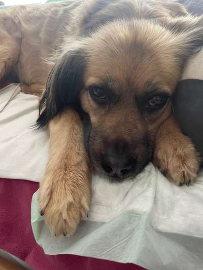 Wie kamst du zu deinem Hund?-Beitrag-Bild