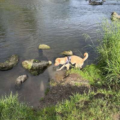 Hundetreffen-Offen für Hundeaktivitäten-Bild