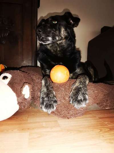 Hilfe,wir brauchen nen Ball😅-Beitrag-Bild