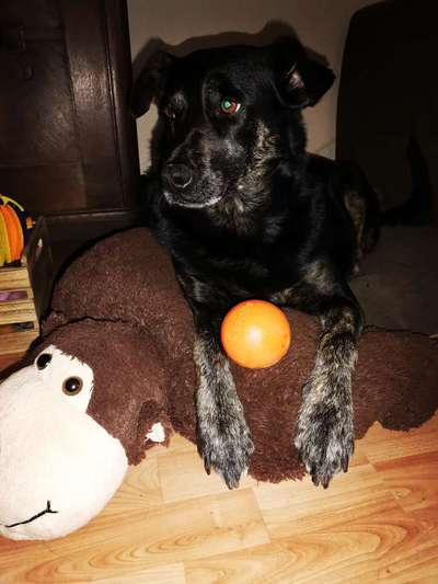 Hilfe,wir brauchen nen Ball😅-Beitrag-Bild