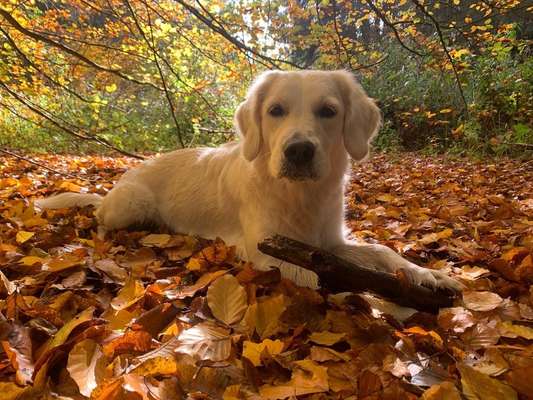 Herbst Bilder-Beitrag-Bild