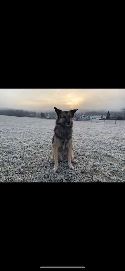 Tierschutzhunde suchen ein Zuhause-Beitrag-Bild