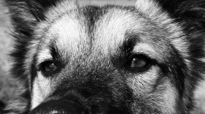 Foto-Challenge 76: Foto in Schwarz-Weiss-Beitrag-Bild