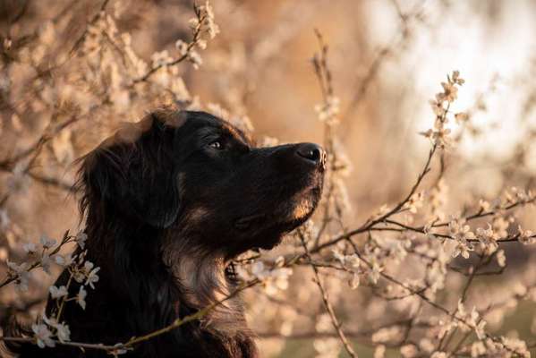 Challenge 23 : "  Euer Hund beim Frühlingserwachen "-Beitrag-Bild