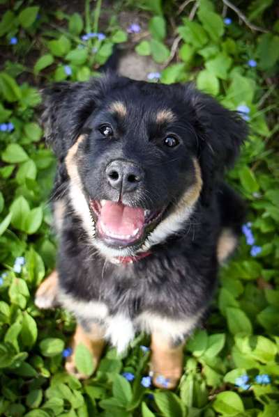 Welpen Bilder !-Beitrag-Bild