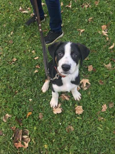 Welpen Bilder !-Beitrag-Bild