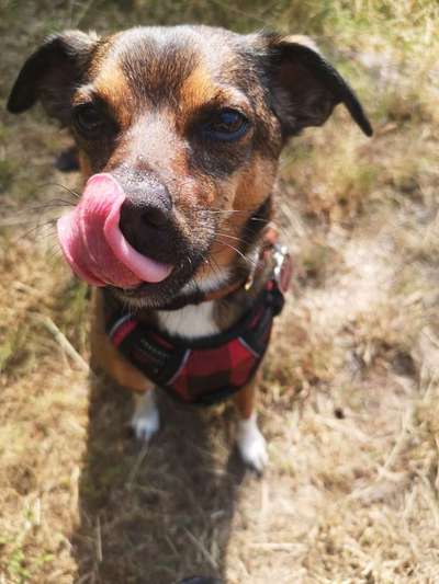 Die Dogorama Kalender Challenge 4/4-Beitrag-Bild