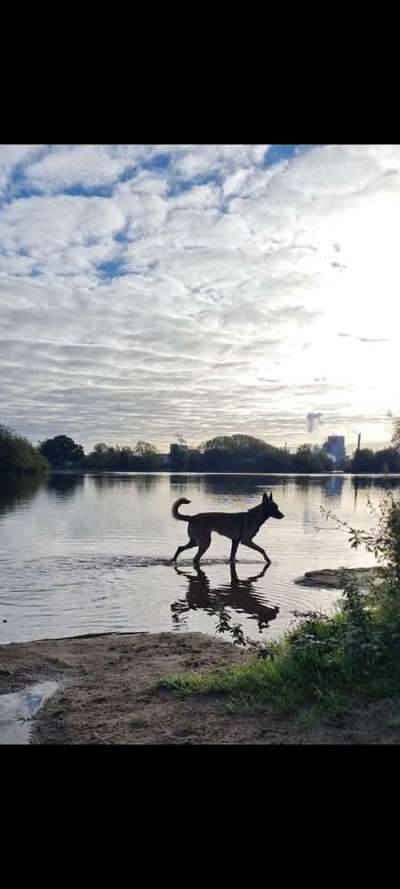 Hundetreffen-Mila sucht Freunde zum Toben-Bild