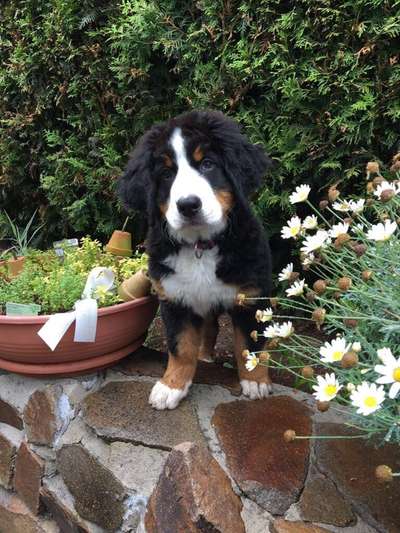 Die Dogorama Monats Challenge "Es grünt und blüht"-Beitrag-Bild