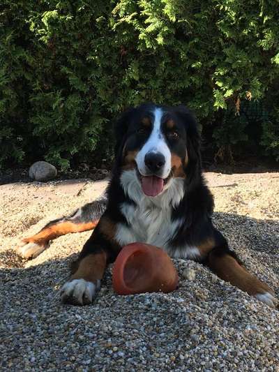 Dein Hund im Dogorama-Kalender 2021-Beitrag-Bild