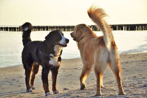 Dein Hund im Dogorama-Kalender 2021-Beitrag-Bild