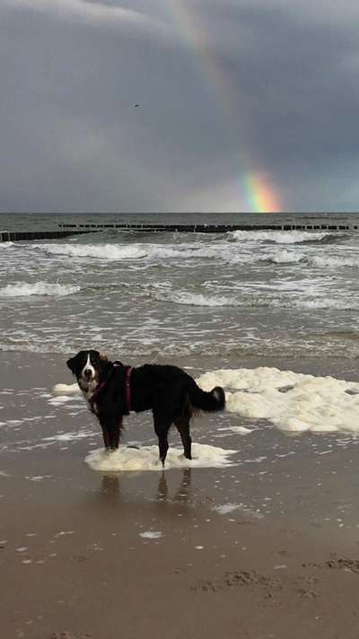 Die Dogorama Wochen Challenge: “Dein Hund im Urlaub”-Beitrag-Bild