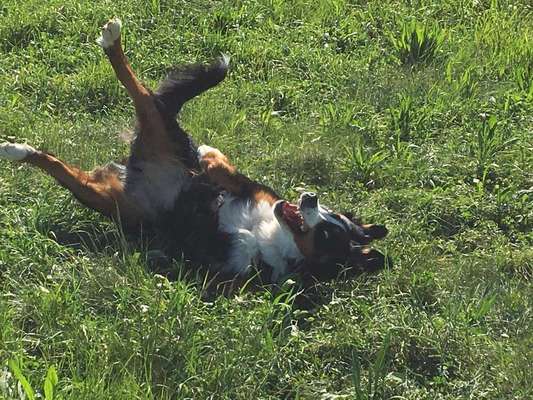 Dein Hund im Dogorama-Kalender 2021-Beitrag-Bild