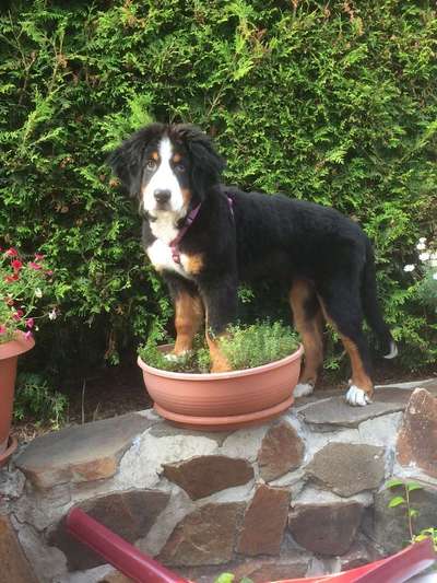 Dein Hund im Dogorama-Kalender 2021-Beitrag-Bild