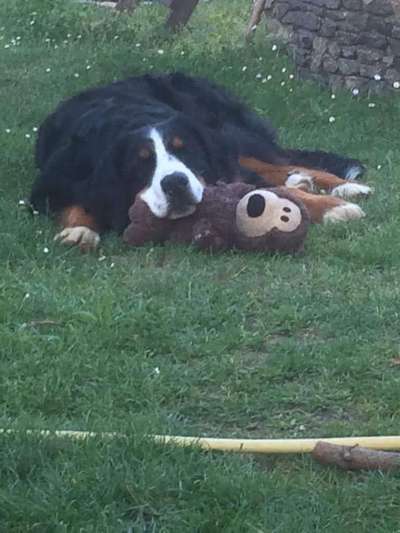 Dein Hund im Dogorama-Kalender 2021-Beitrag-Bild